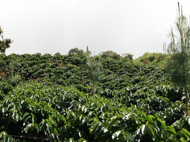 ペルー産コーヒーの現在地