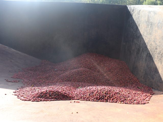 Cherry hopper with cherry berries ready for pulping
