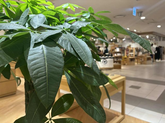 今日はマジで寒い